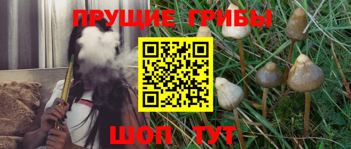 закладка  Галлюциногенные грибы Cubensis  Александров  Вход с VPN  Псилоцибиновые грибы Cubensis 
